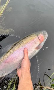Rainbow Trout