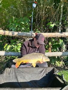 Mirror Carp