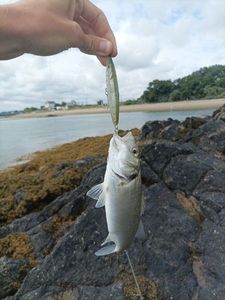 European Bass (Seabass)