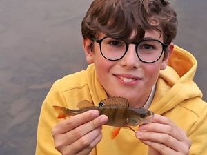 European Perch