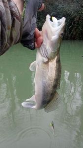 Zander
