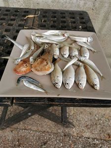 Gurnard
