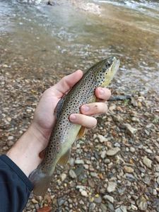 Brown Trout