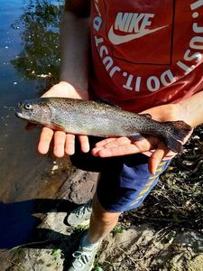 Rainbow Trout