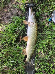 Northern Pike