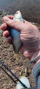 Roach