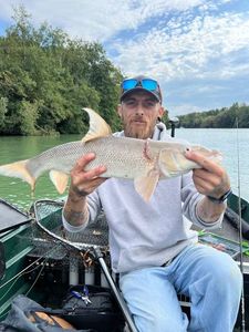 Barbel