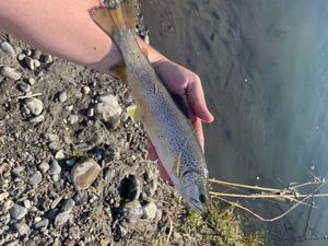 Brown Trout