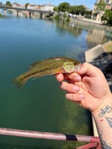 Largemouth Bass