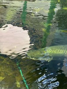 Arapaima