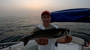 European Bass (Seabass)