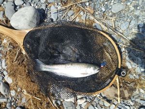 Rainbow Trout
