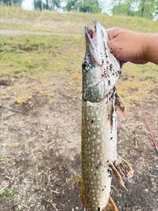 Northern Pike