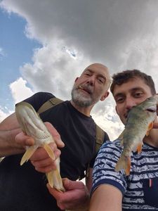 European Perch