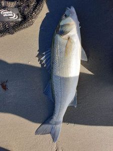 European Bass (Seabass)