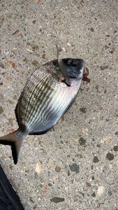 White Seabream