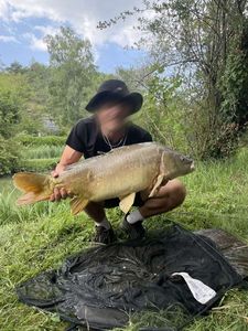 Mirror Carp