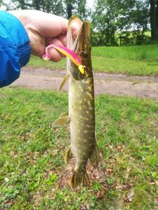 Northern Pike