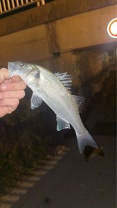 European Bass (Seabass)