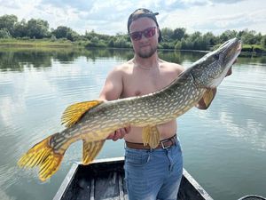 Northern Pike