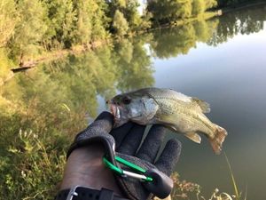 Largemouth Bass