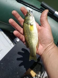 Largemouth Bass