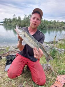 Zander