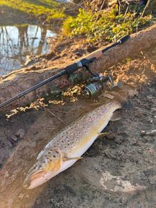 Brown Trout