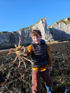 European Spider Crab
