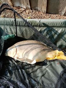 Leather Carp