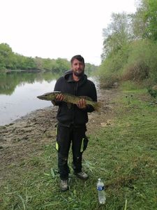 Northern Pike