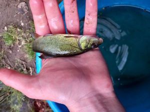 Tench