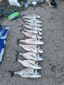 Gilthead Seabream
