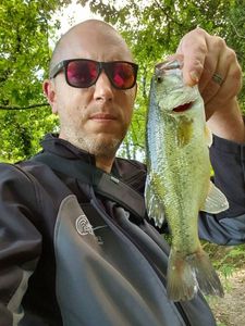 Largemouth Bass