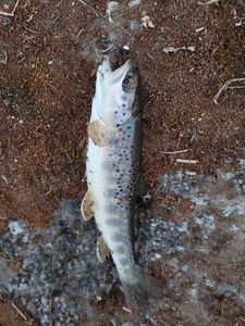 Brown Trout