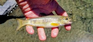 Brown Trout