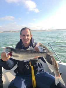 European Bass (Seabass)