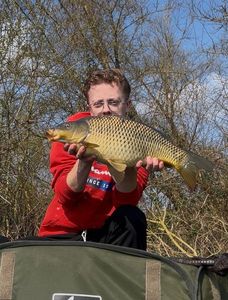 Common Carp