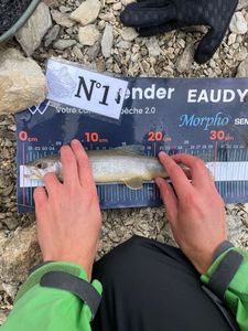 Arctic Char