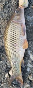 Common Carp