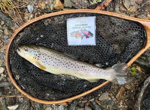 Brown Trout