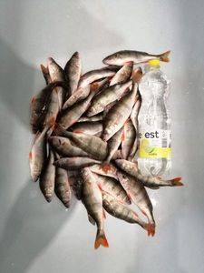 Volga Pikeperch
