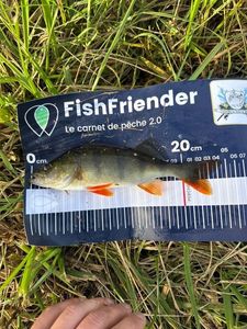 European Perch