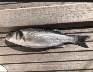 European Bass (Seabass)