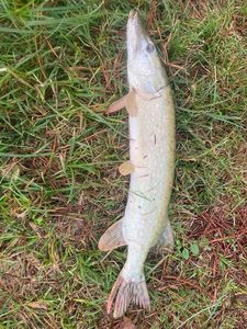Northern Pike