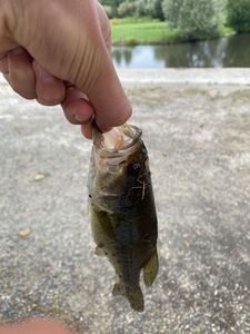 Largemouth Bass