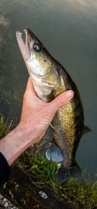 Zander