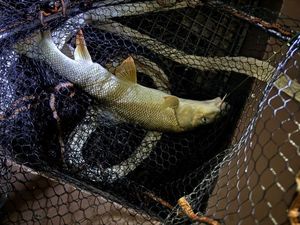Barbel