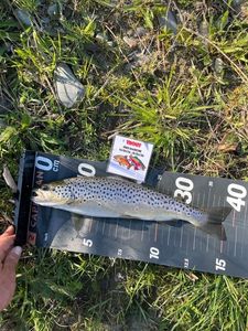 Brown Trout