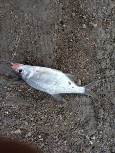 Common Bream